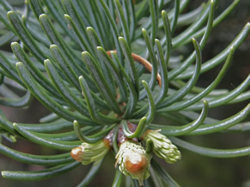 Subalpine fir, Abies lasiocarpa